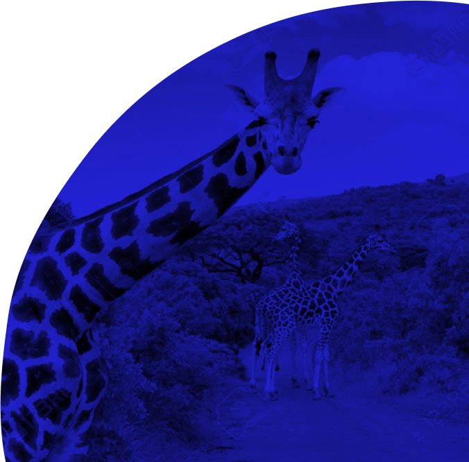 Fondo Hero
